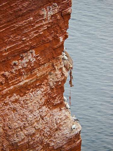 Cliffrock 'Lummenfelsen'