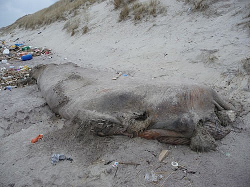 Beach near VedersÃ¸ Klit (DENMARK): There was a beached whale together with the marine litter found on the beach. The picture was taken near Vedersø Klit on the west coast of Denmark. The whale was removed and destrøyed after a bone was collected for scientific study. 