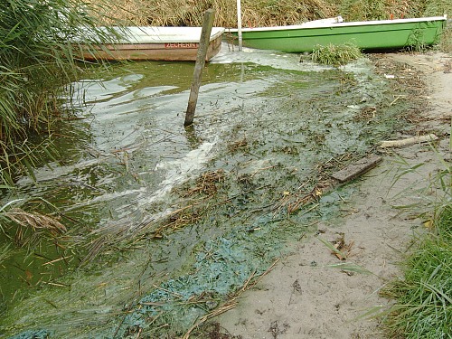 : algal bloom and waste in the Peenestrom