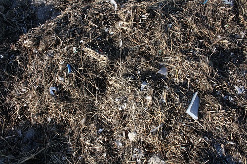 WarnemÃ¼nde (GERMANY): Litter from the Baltic