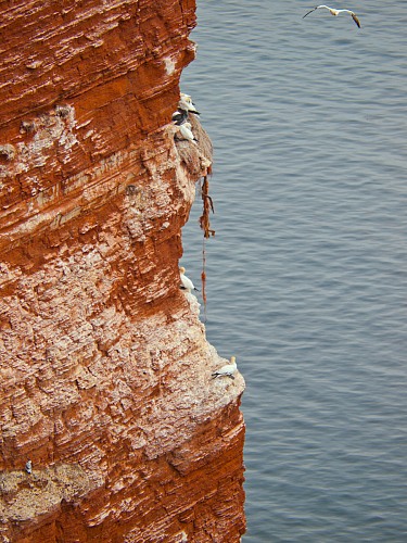 Cliffrock 'Lummenfelsen'